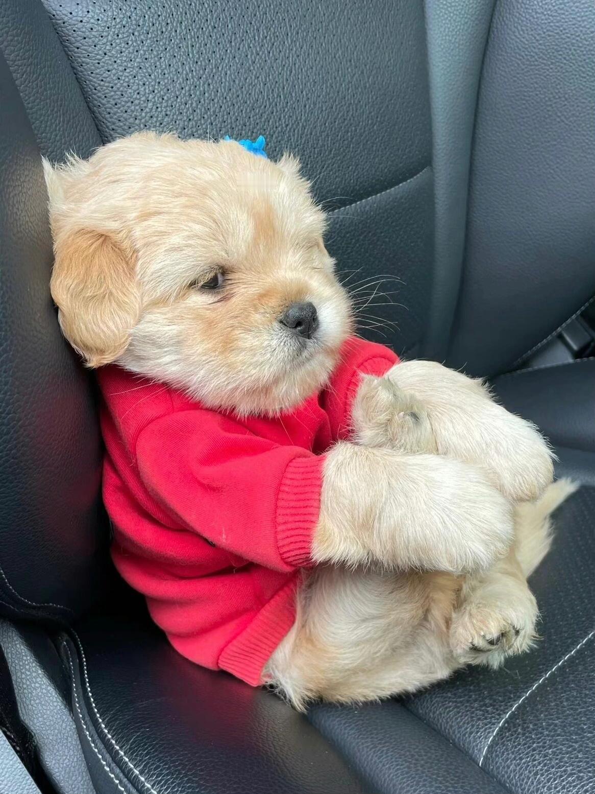 一直要闻张桂源的脚他不高兴了 