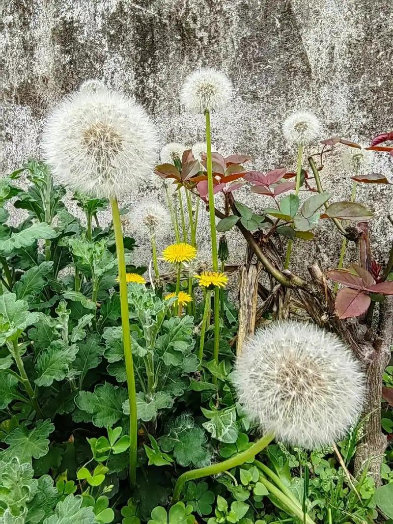【蒲公英茯苓百合茶】
蒲公英5（克）
百合5
茯苓5
橘皮5
甘草5
桑叶5
枸