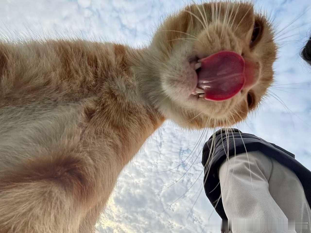 49838【丑猫】海豹来了 