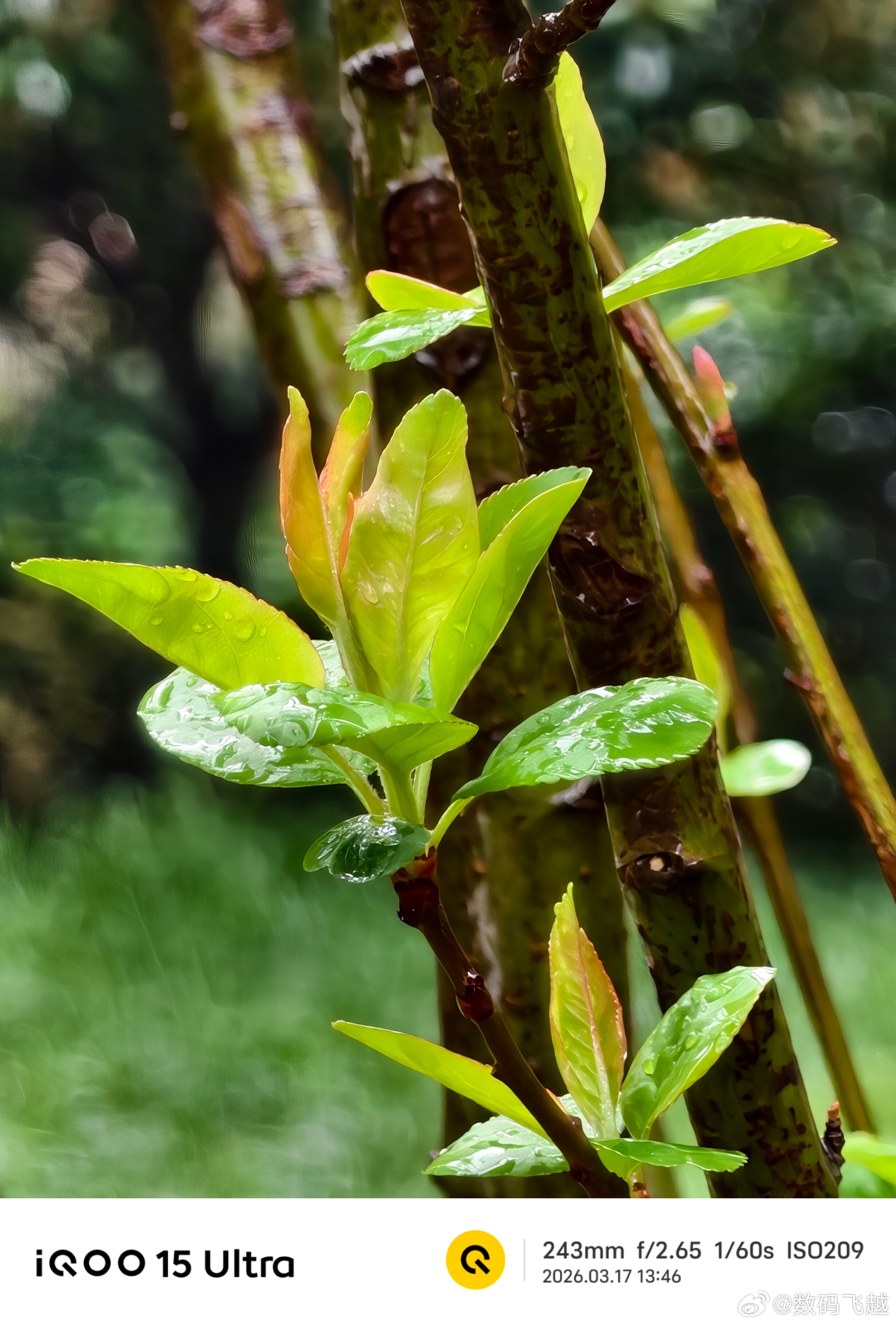 没想到iQOO 15 Ultra作为一款游戏手机，拍照竟然也可以，真的很全面呀！
