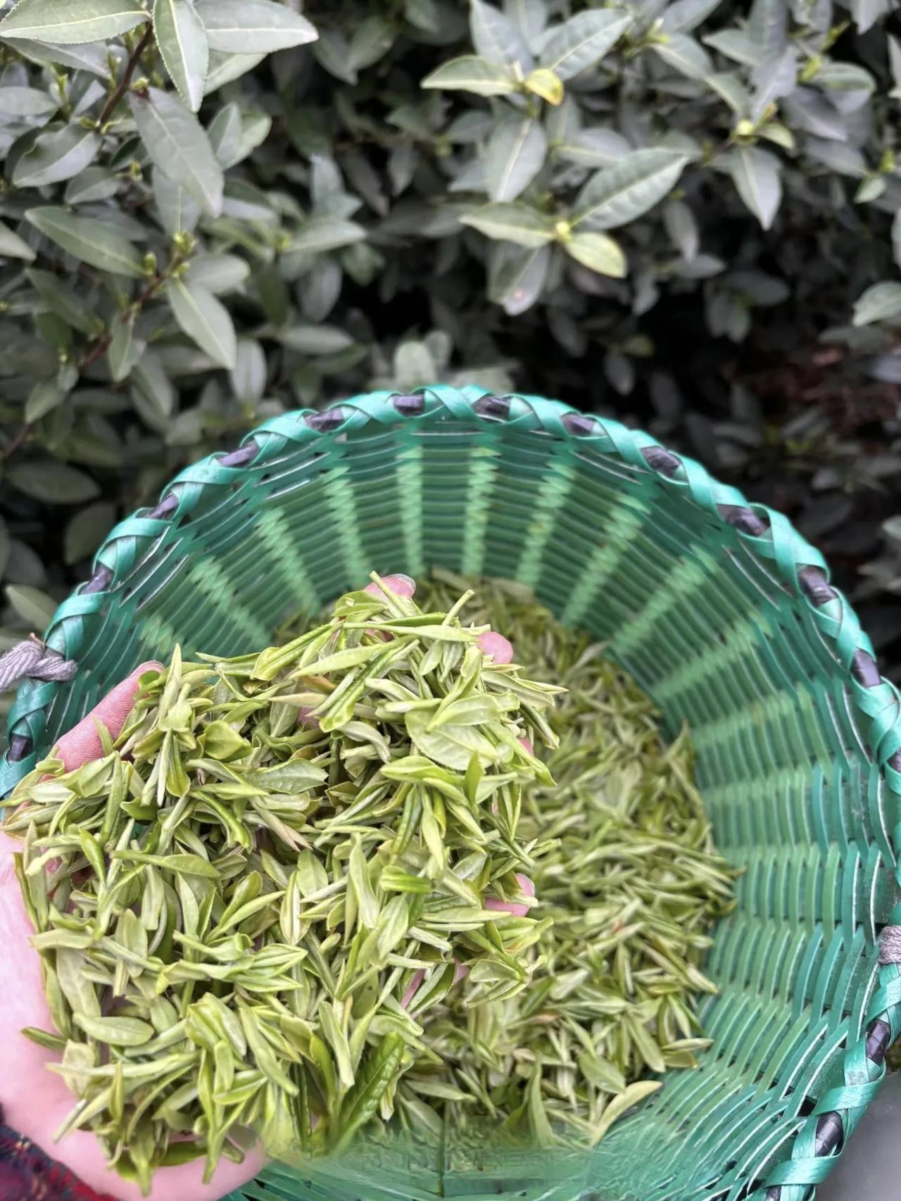 春天到了，碧螺春新茶必须安排上！像春上早特级碧螺春，那可是明前鲜茶，手工采摘，每