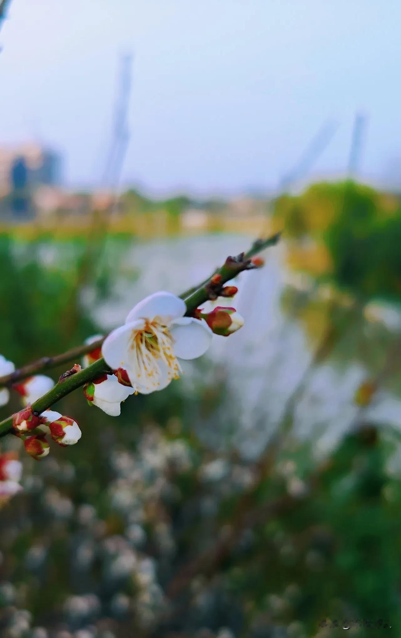 漳州市上美湖的梅花开了
冬天的梅花 漳州美景