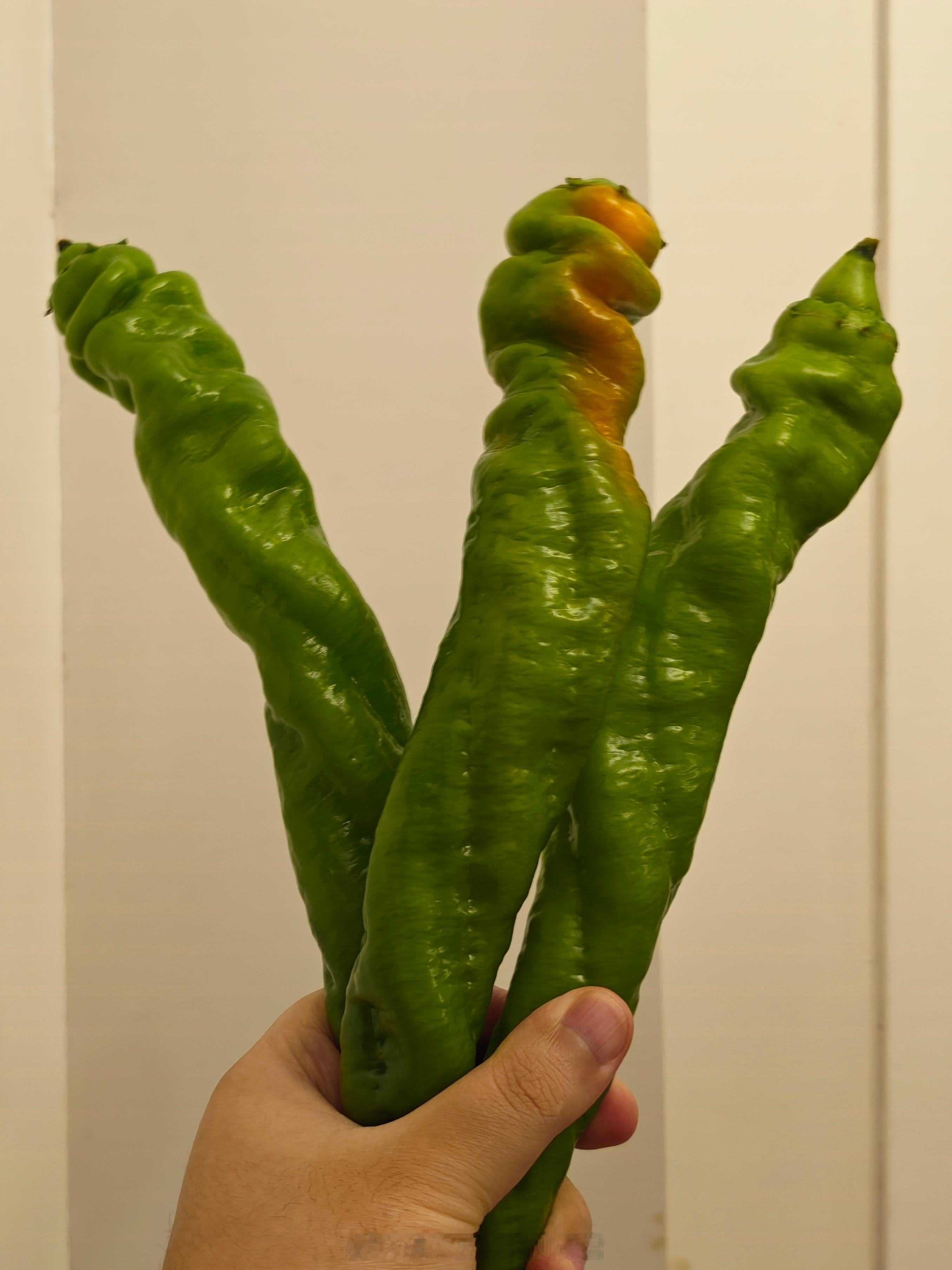 炒了几十年菜第一次见到这么大个的螺丝椒