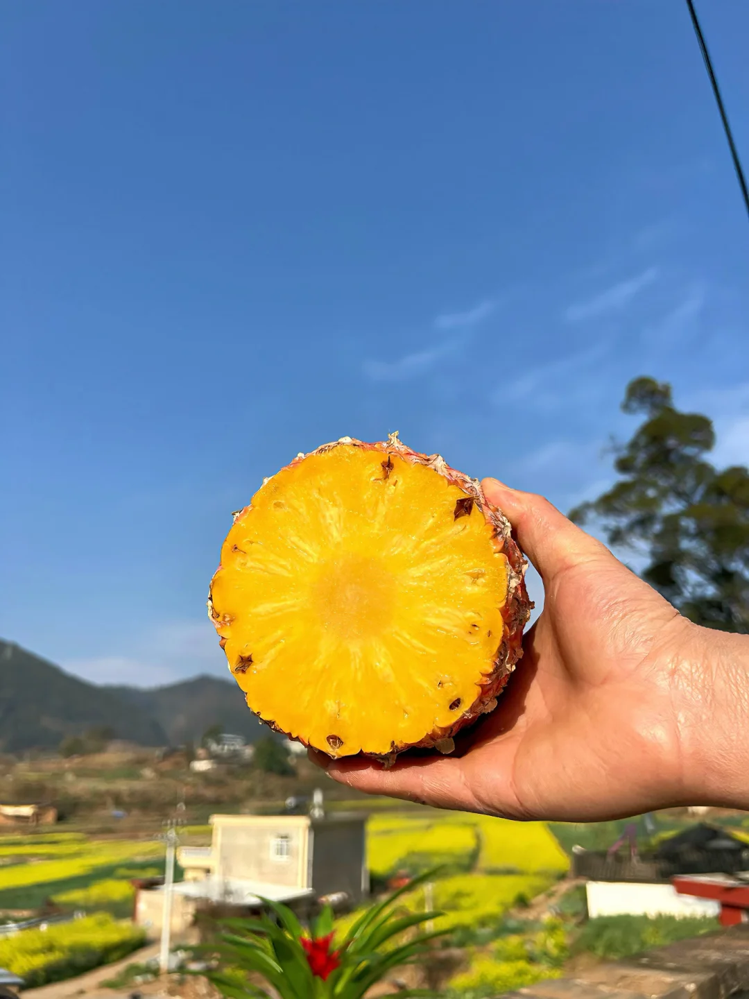 蒜鸟蒜鸟！普通凤梨别来沾边！