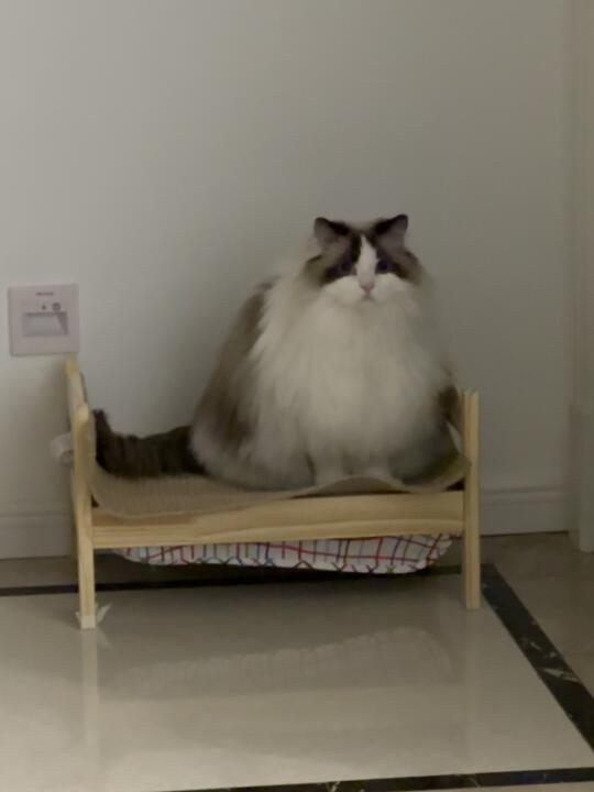 牦牛上炕🦬