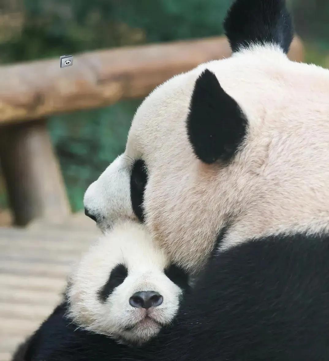 辉宝睡觉觉，要妈妈抱着！[比心][比心][比心]
好温馨，好幸福！祝愿宝家族一直