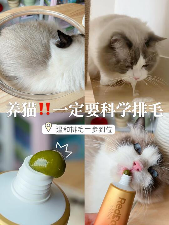 新手请注意‼️猫咪排毛真的很重要⚠️