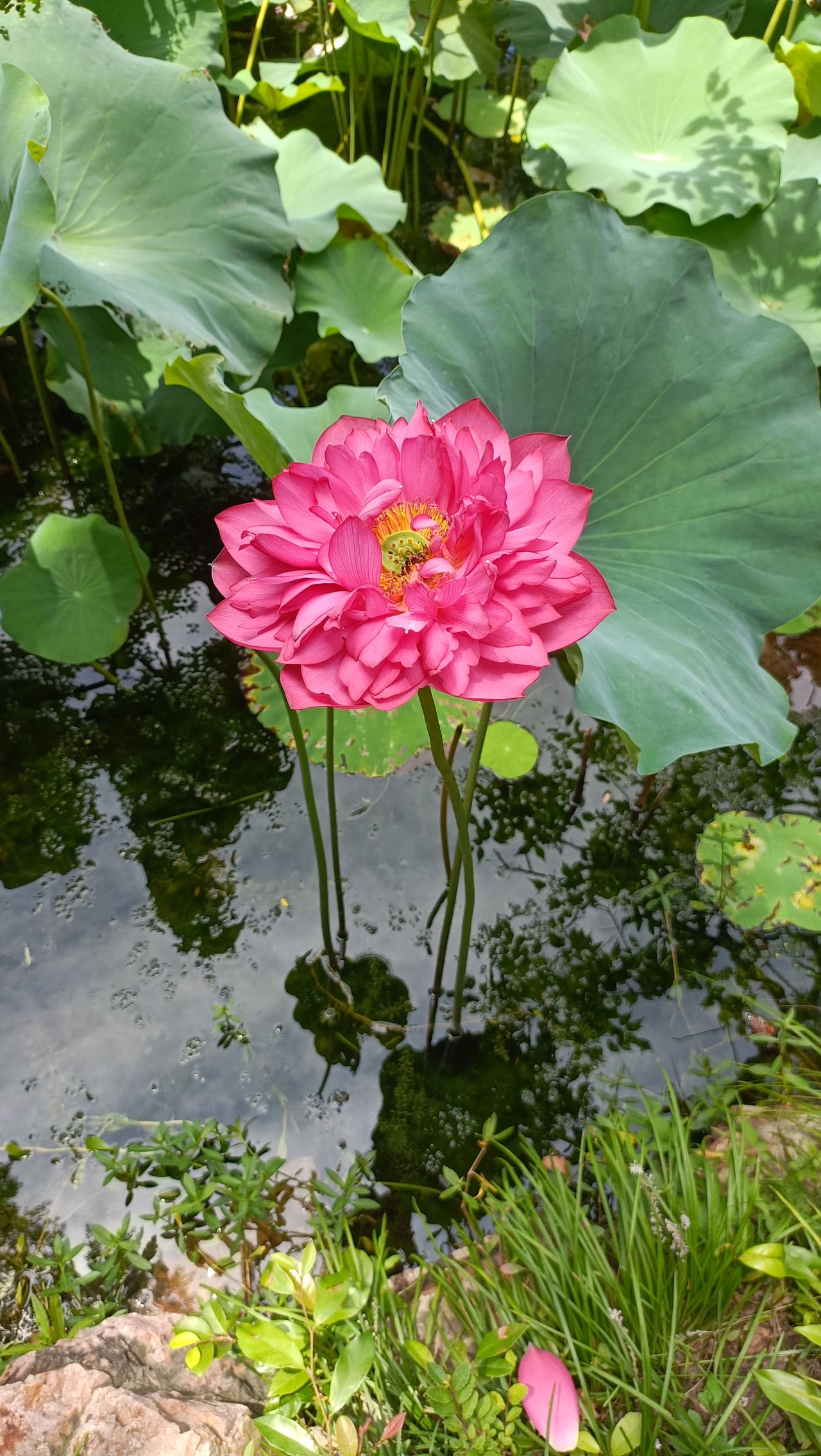 池塘里一朵粉色的荷花真漂亮！
上联：池中荷花随波起，
下联：六月盛夏于我生。