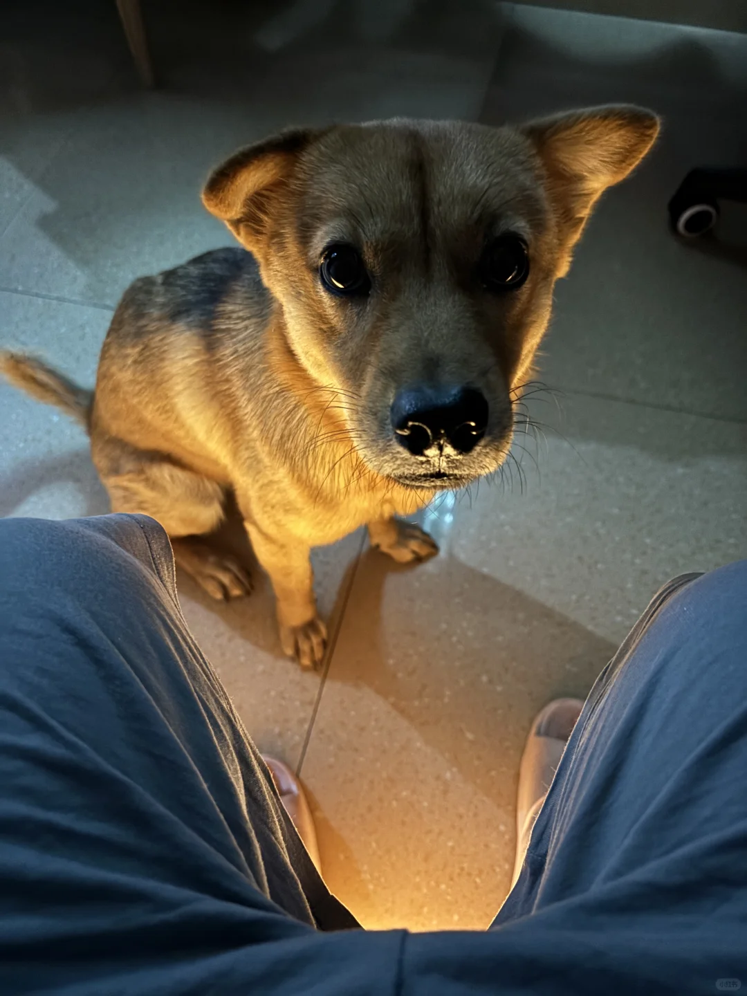 泥为什么这么可爱