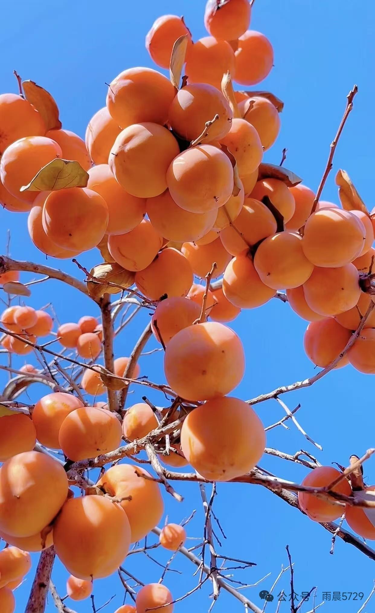 清江引·咏红柿
霜枝缀玉珊瑚冷，
玛瑙摇清影。
晓光浮浅晕，
暮色融云净，
一树