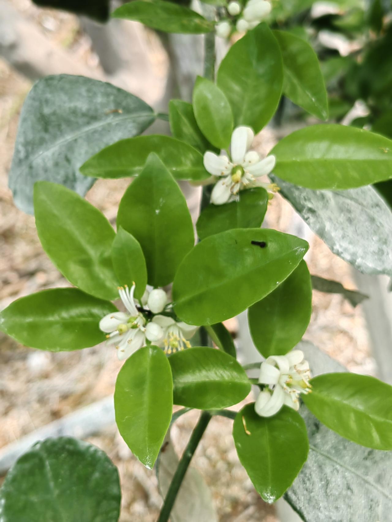 武鸣，真的太适合开启一场寻花之梦了！
这里的紫花风铃木，在春风中悄然绽放。粉紫色