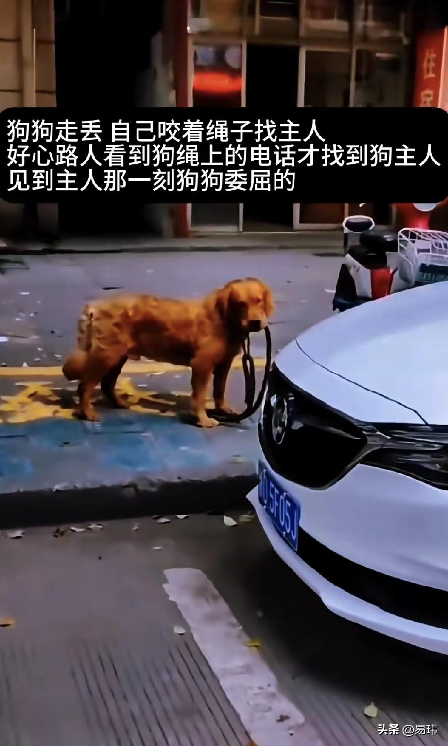 泪目了！一只狗狗跟着主人去玩耍，结果它和主人走散了，只好自己咬着绳子找主人。可找