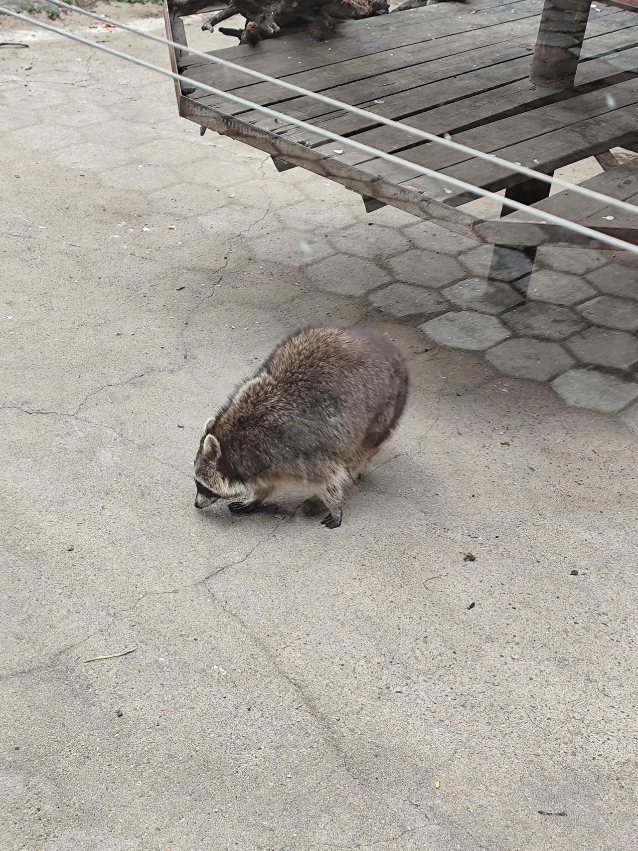 春天处处有美景，周日打卡沈阳森林动物园，感受不同的春天景色。