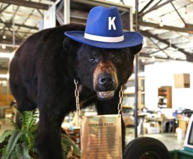 1985年，毒贩桑顿的飞机出事了，1500万美元的可卡因掉进了森林，然后，一只黑