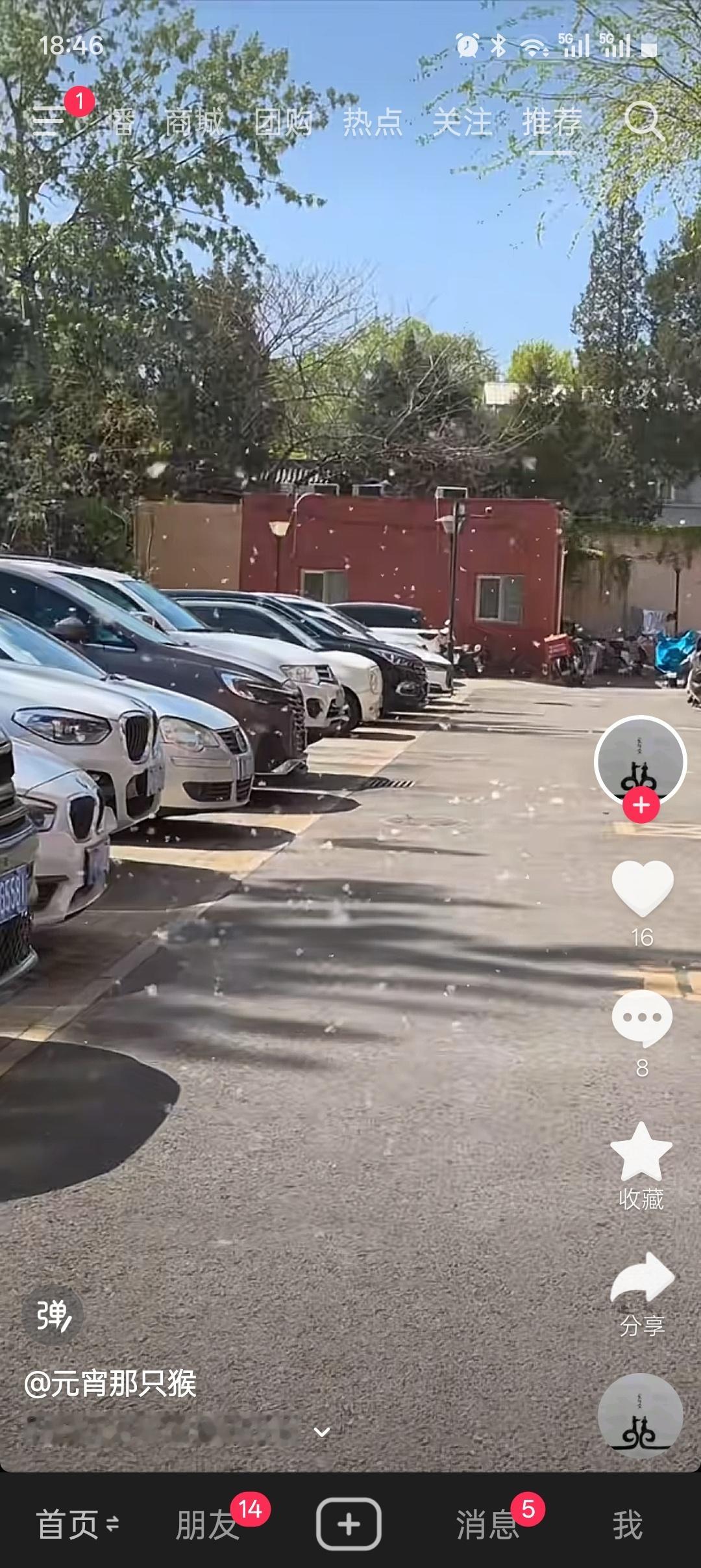 李现回家发现，天塌了啊，这柳絮，跟下雪似的。 