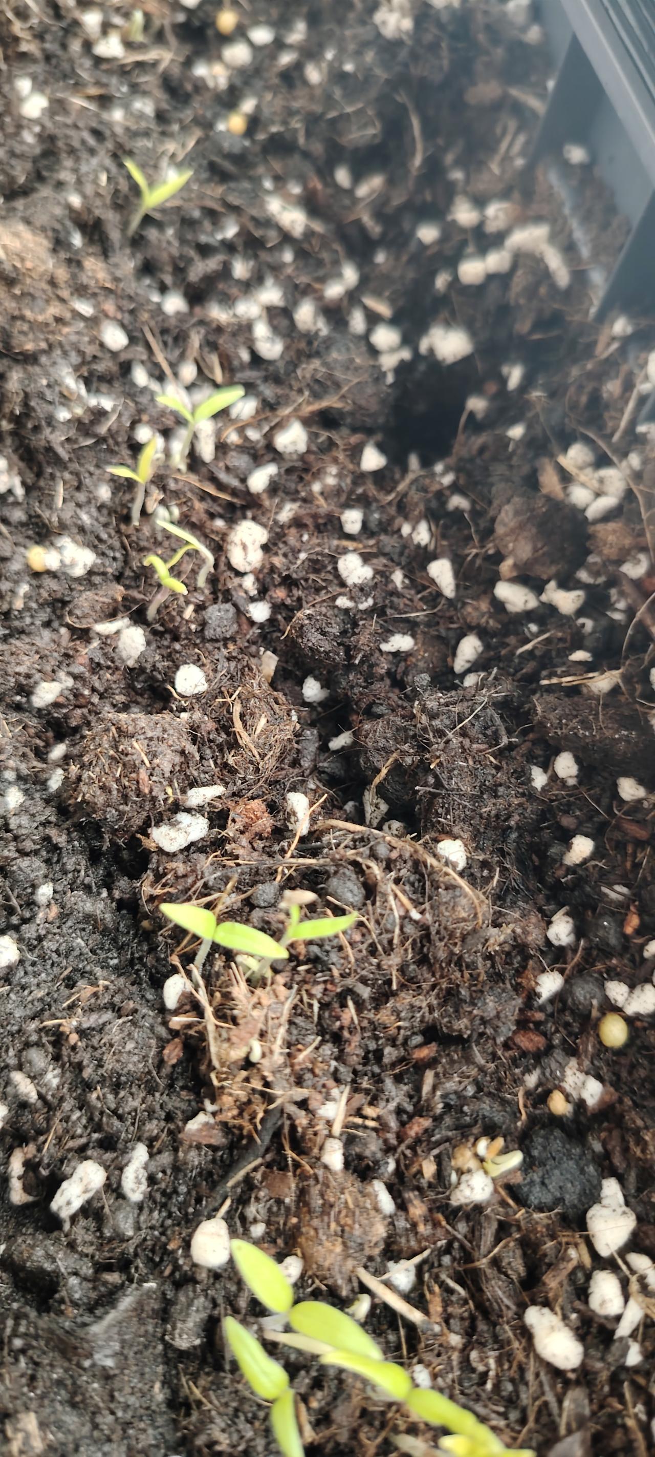 我喜欢吃西红柿，可娘总说，现在西红柿吃不得，打了激素，涂了药。烦死了，在她嘴里，