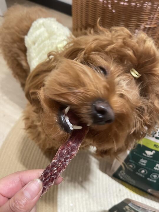 当你有只小馋狗