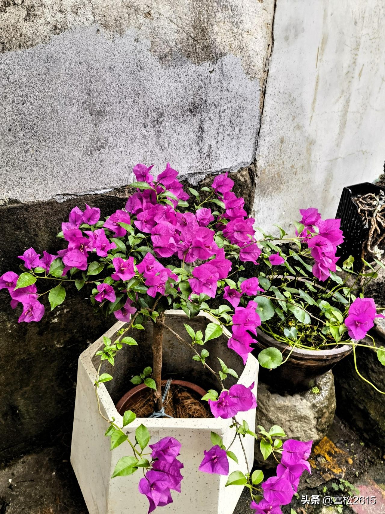 古街闲逛，转角撞见一捧花香。

沿古老的青石板路走走看看，沿街的鲜花吸引着你，百