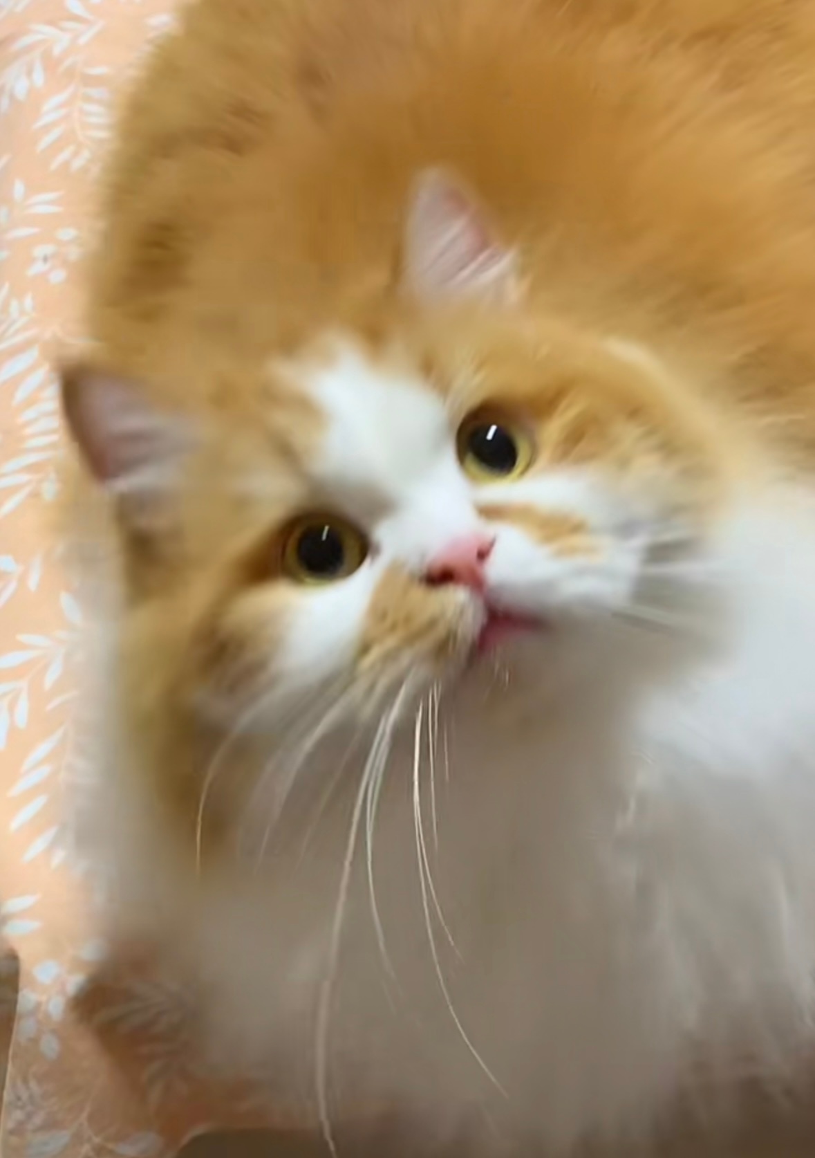 新年愿望：养一只这么可爱的🐱 ​​​