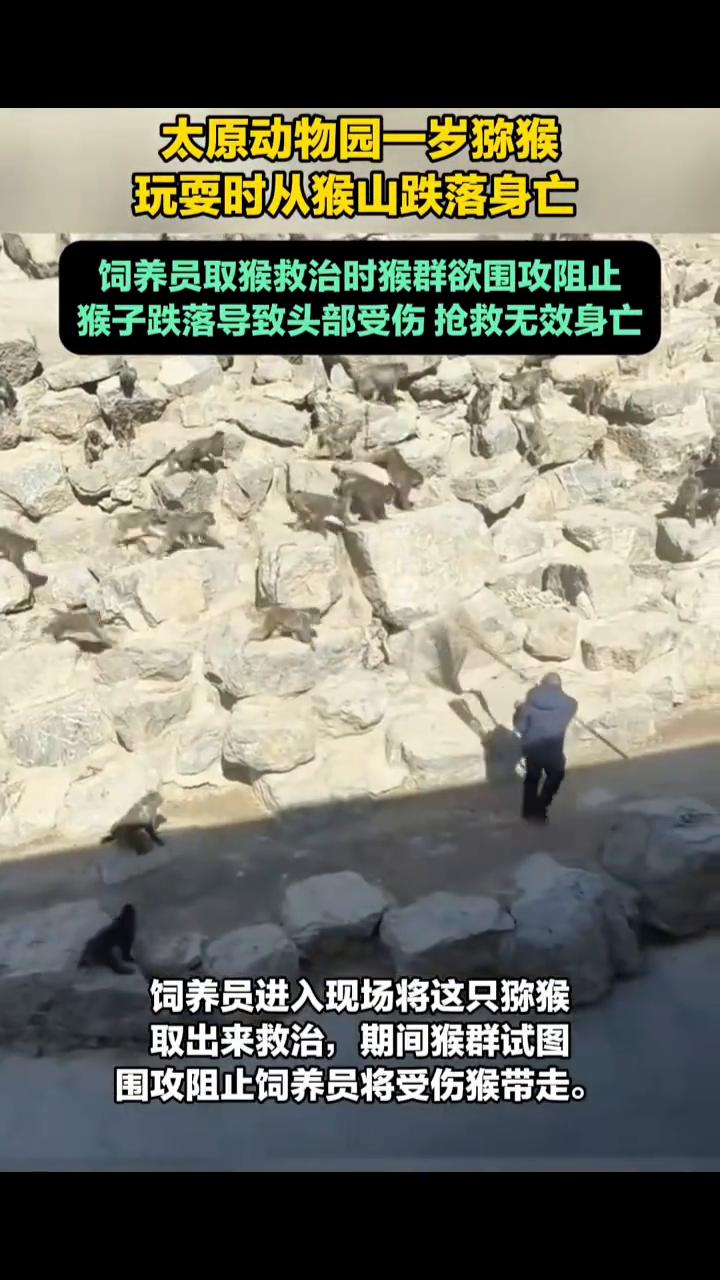 太原动物园一岁猕猴玩耍时从猴山跌落身亡。
饲养员取猴救治时猴群欲围攻阻止，猴子跌