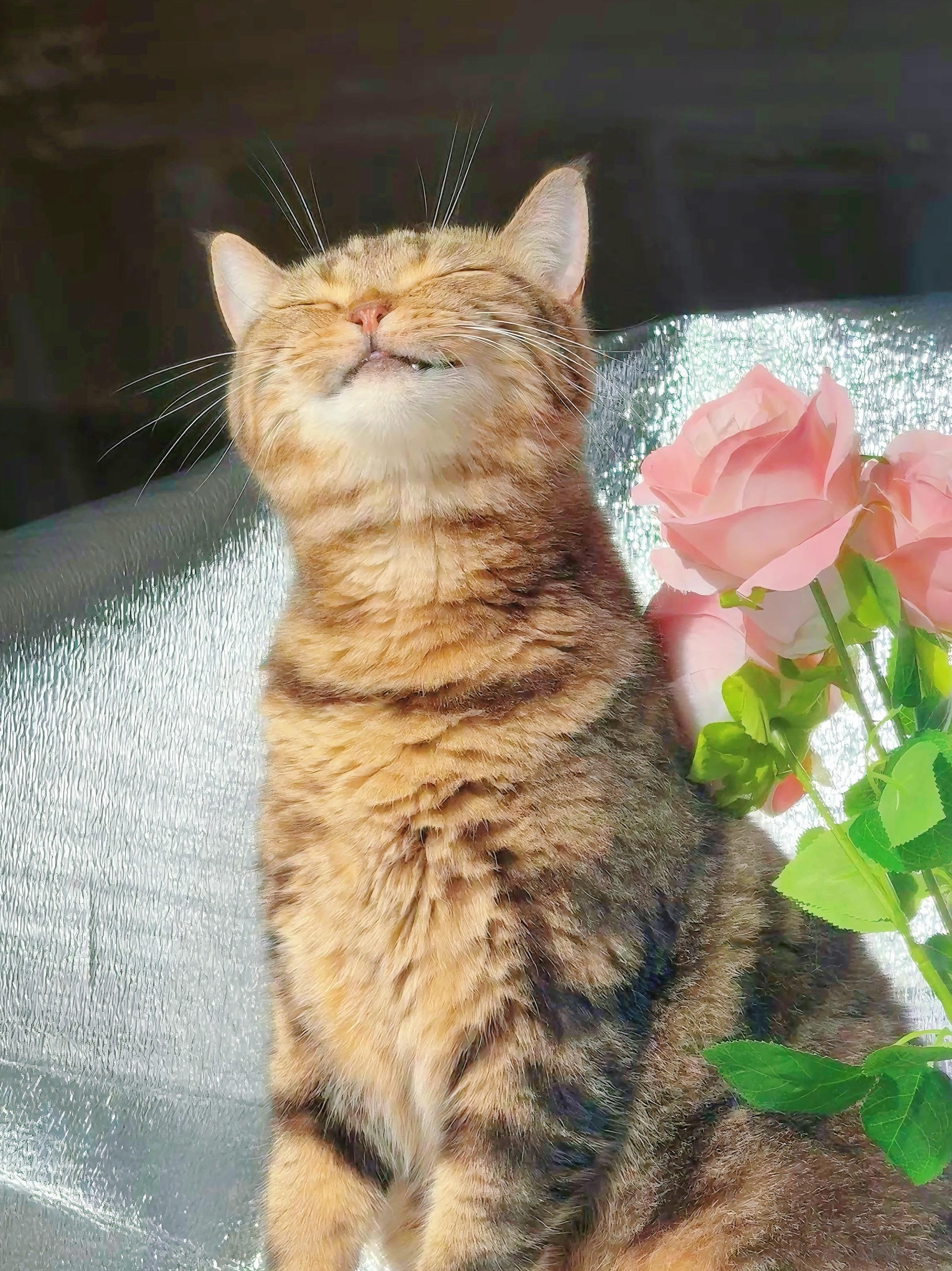 有阳光有猫猫就很浪漫。我喜欢阳光☀️喜欢猫，喜欢和你一起