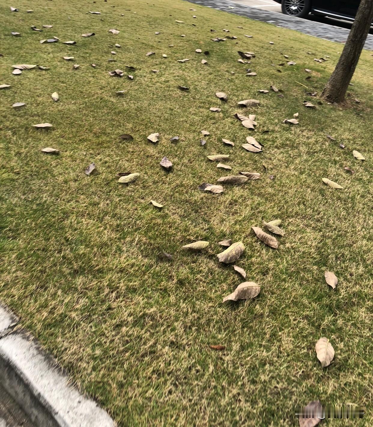 人到中年，常年漂泊在外，已经累了，像那落叶一样，想回到自己的根，回到自己的家乡，