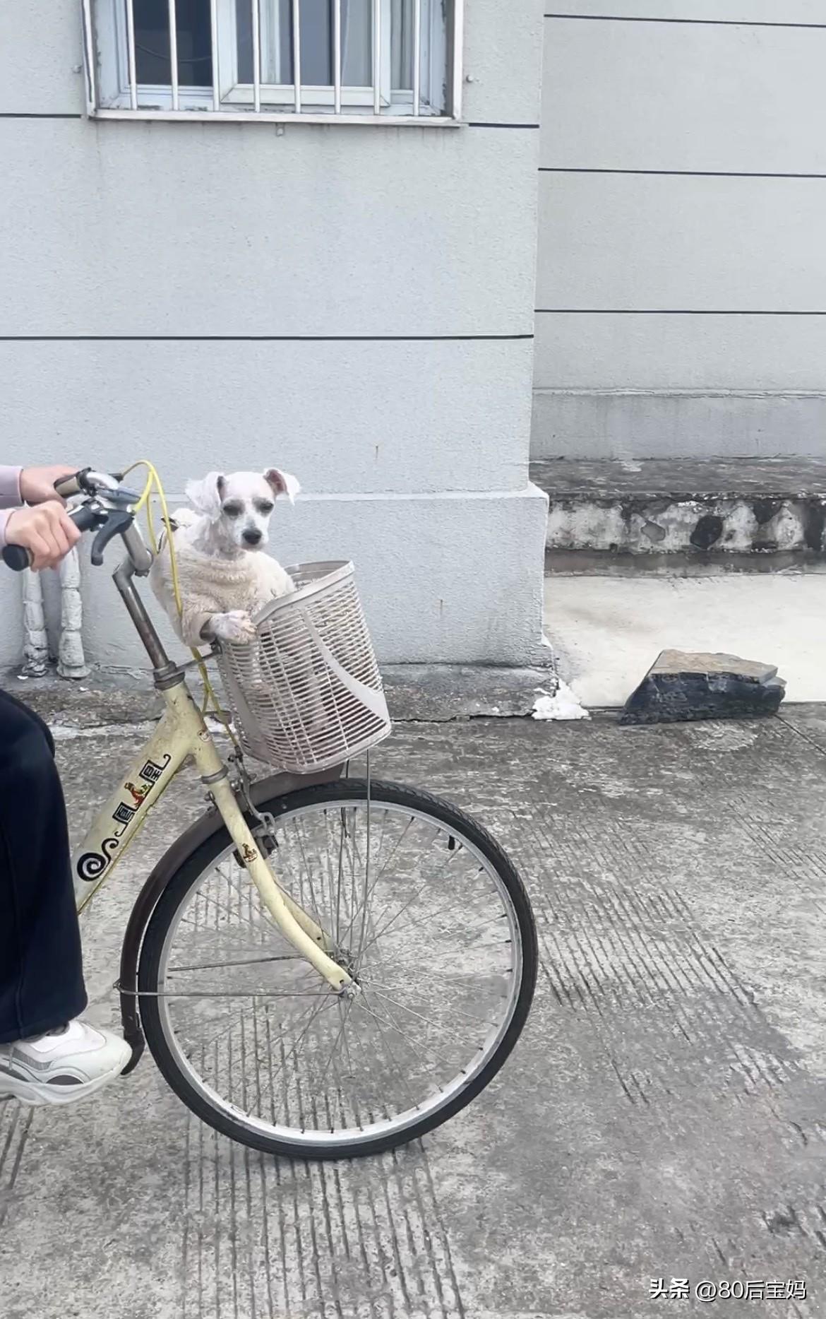 你能分享一张狗或小狗的可爱照片吗它好乖呀