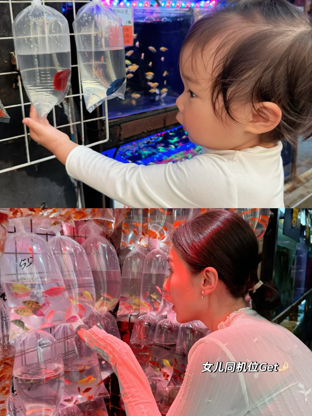 香港过年，一定要去旺角金鱼街呀！