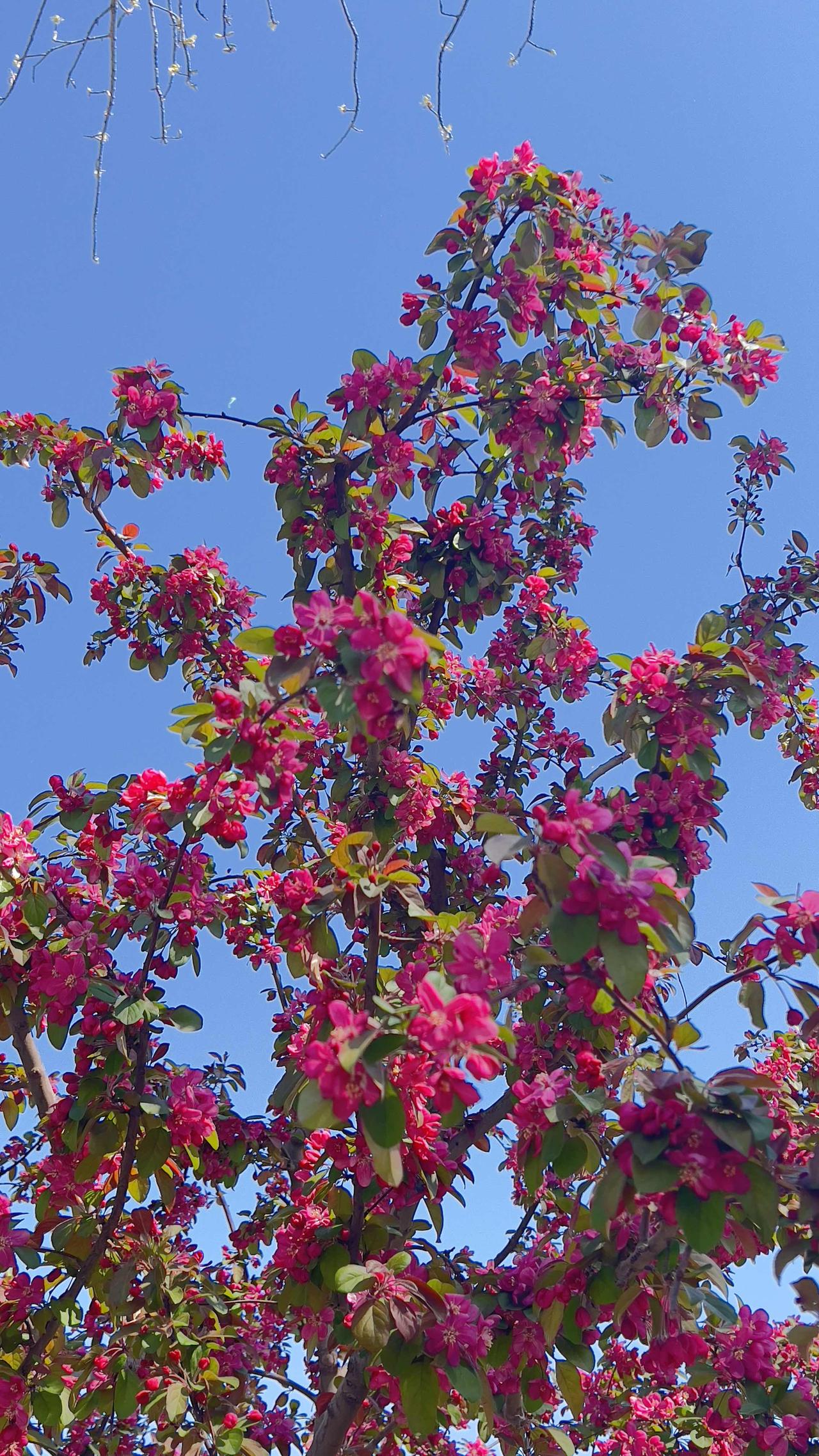 晒晒你随手拍的花娇艳的花朵在蓝天下绽放，春意盎然，生机勃勃，美不胜收.春日生活打