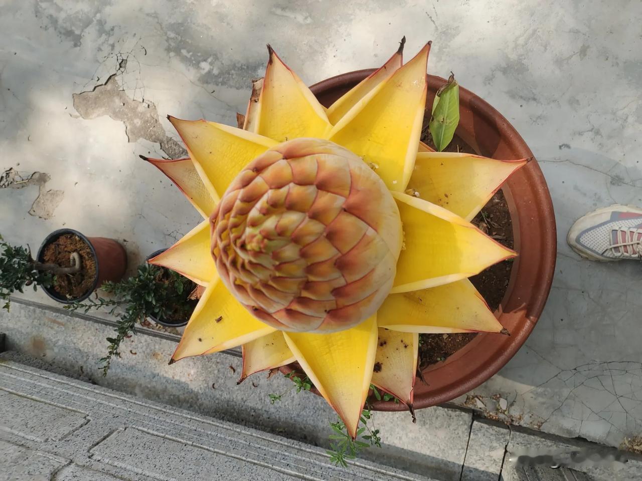 战歌起，护幼子，存血脉，藏典籍，留文脉，出征！敢来犯，杀无回。
不畏战，不主战，