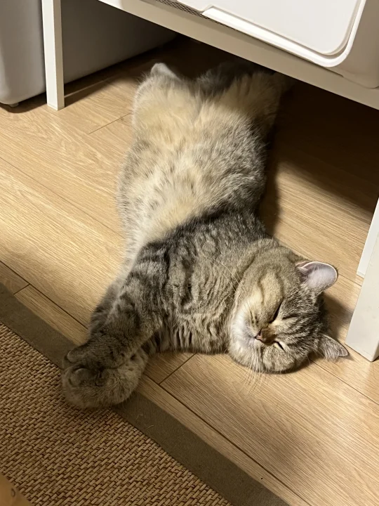 和你们没猫的说不清楚