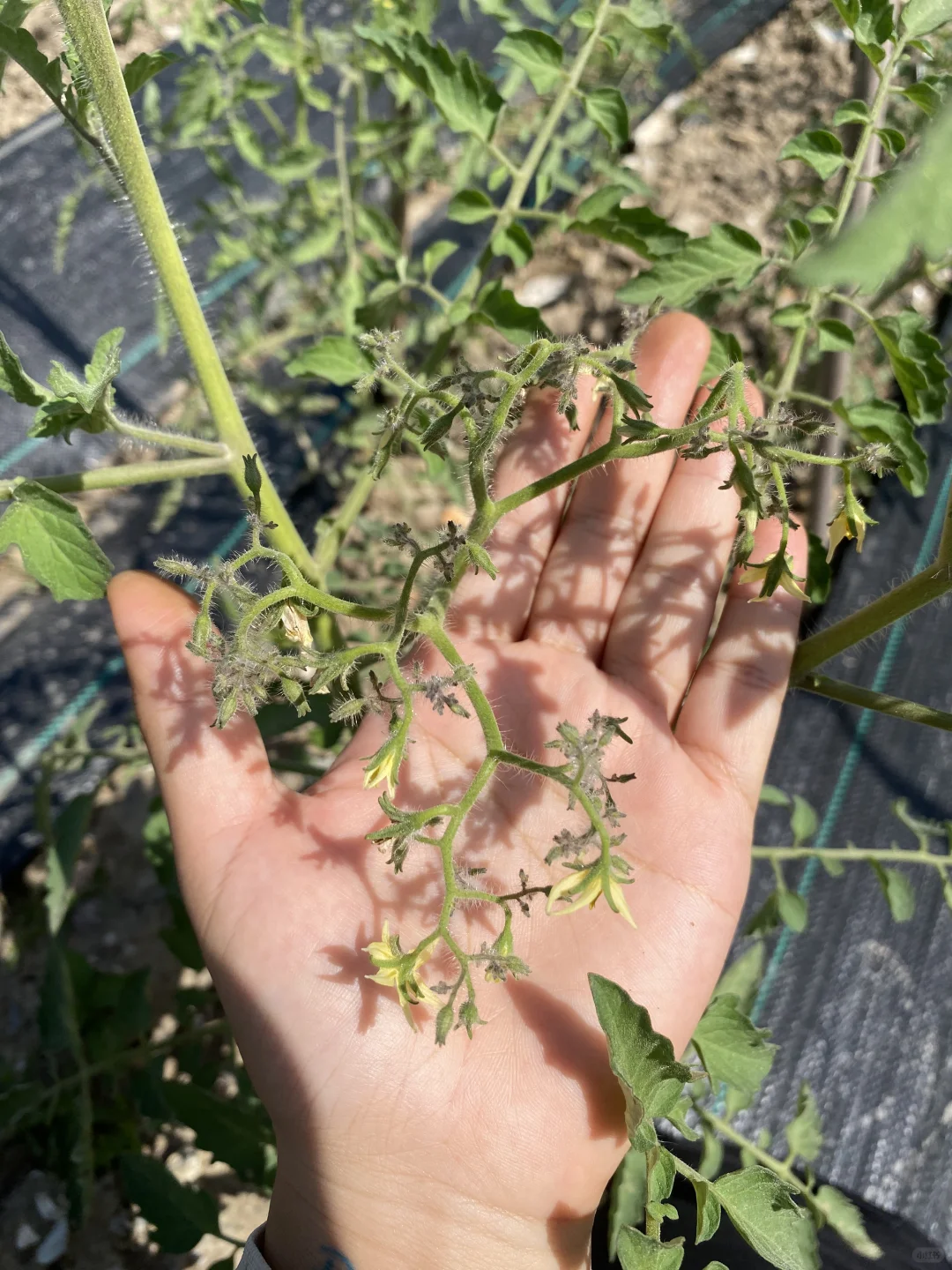 广州终于迎来种植人的春天了！