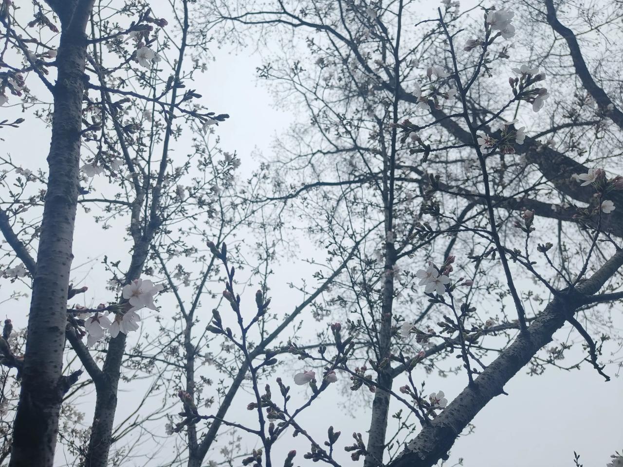 据相关消息，一架美国战机在4月16日闯俄入罗斯领空，俄军马上果断采取了军事行动，