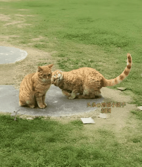 我觉得它俩一个是没头脑一个是缺心眼[泪奔]