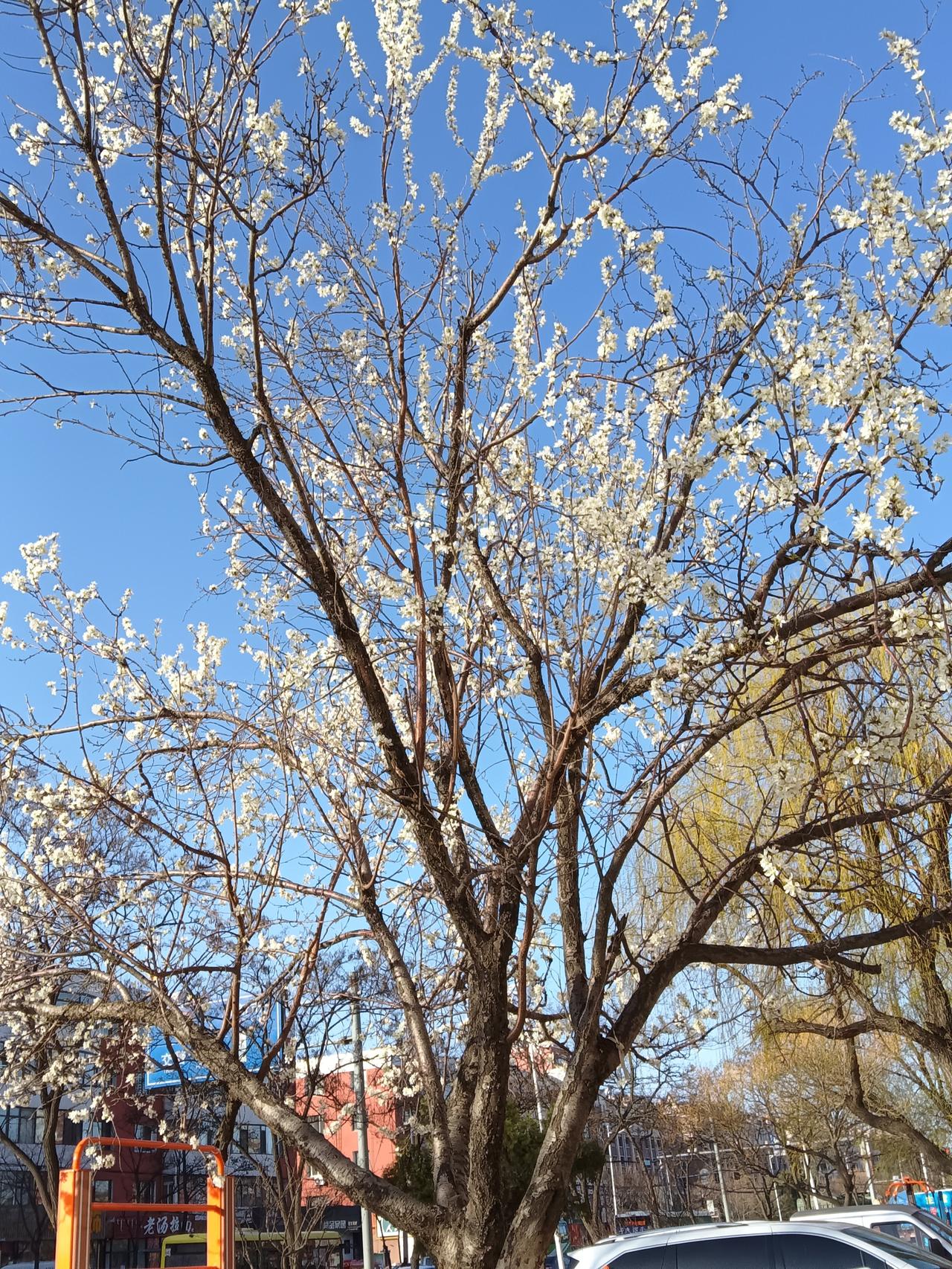 春日暖阳下，盛开的樱花树，美不胜收！🌸🌞