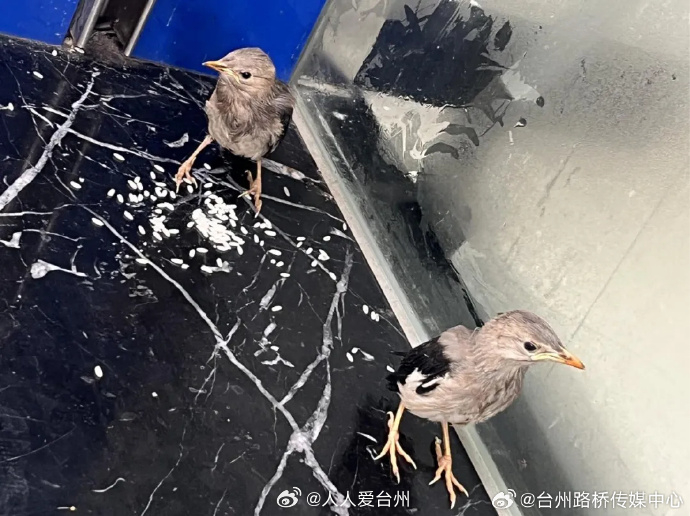 台州网格员救下的小家伙是国家三级保护动物 近日，台州市路桥区路北街道马铺社区网格
