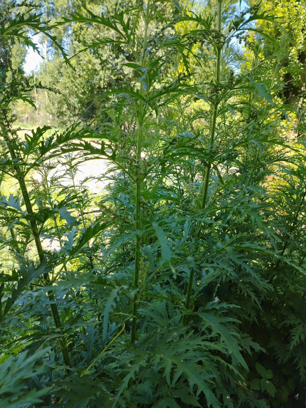新疆触感排行榜第一名植物，江湖人称“荨麻”，碰一次让你瞬间酸爽无比，土方子说被蛰