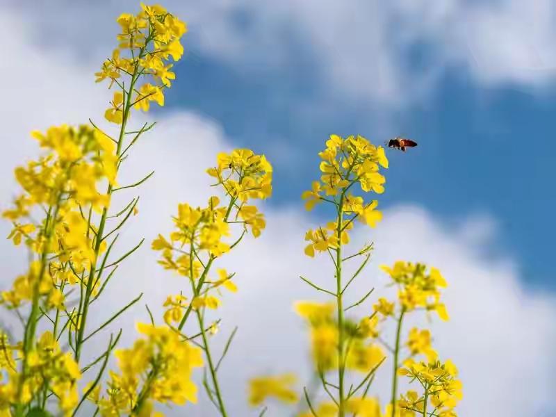 油菜花期打药致蜜蜂大量死亡真相：不是农民坏，是系统性失控，正在毁掉我们的粮食根基