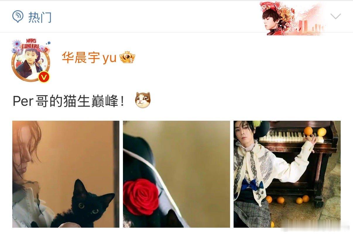 华晨宇Per哥的猫生巅峰  男明星perper 又营业啦～刚刚分享了与爱猫per