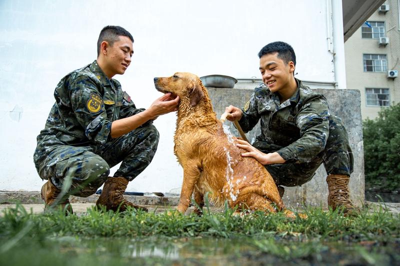 看到老兵退伍和军犬难舍难分的画面，心里真不是滋味。那些军犬就像战士们无言的战友，