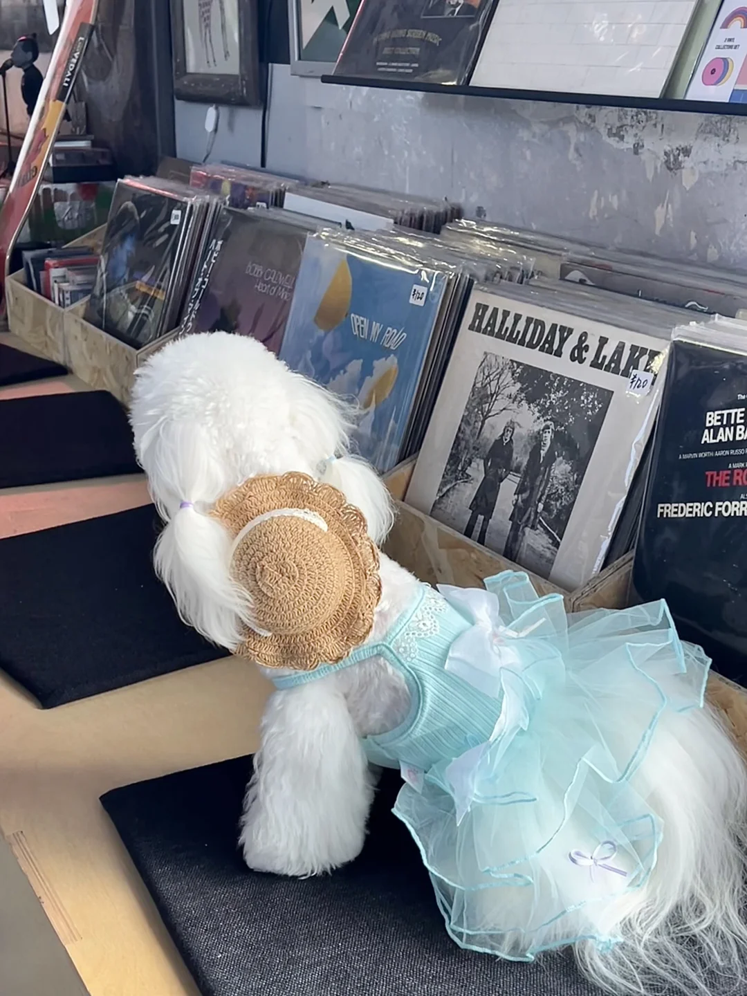 奥黛丽rich的上海假日&蒂芙尼午餐