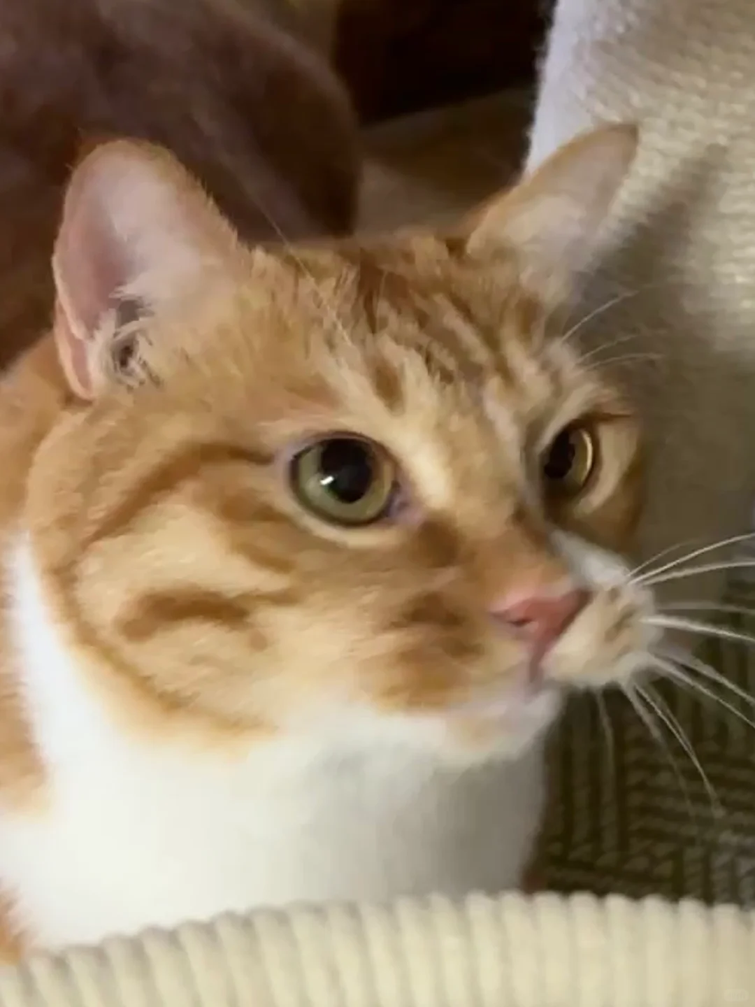 《翘嘴猫》