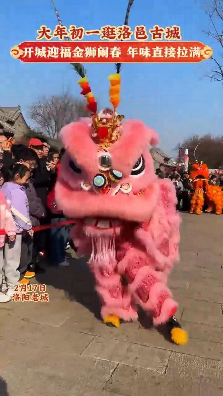 大年初一逛洛邑古城，开城迎福金狮闹春，年味直接拉满。
2月17日，洛阳老城。