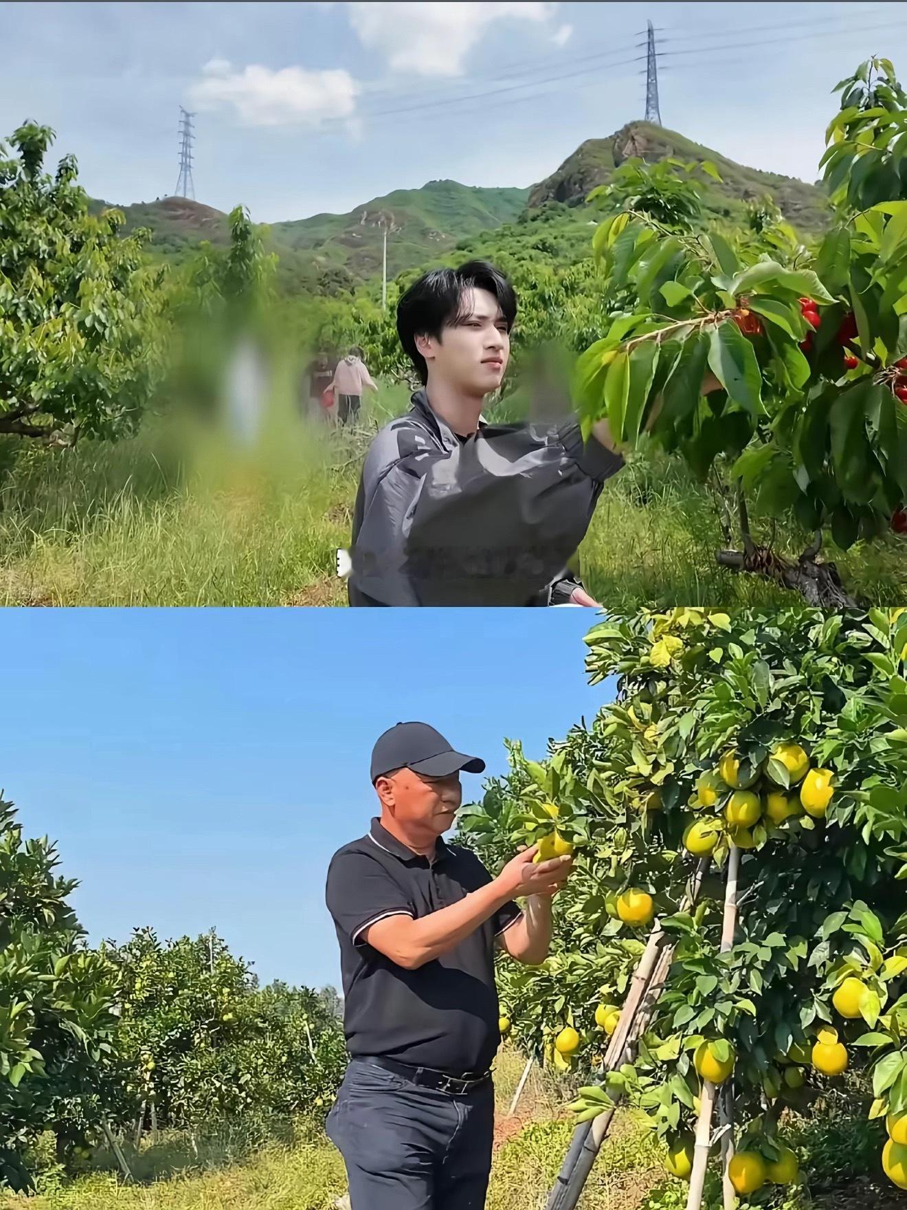 其实相隔未必是不想录吖 大概是想起父亲了吖勾起摘橙子回忆啦