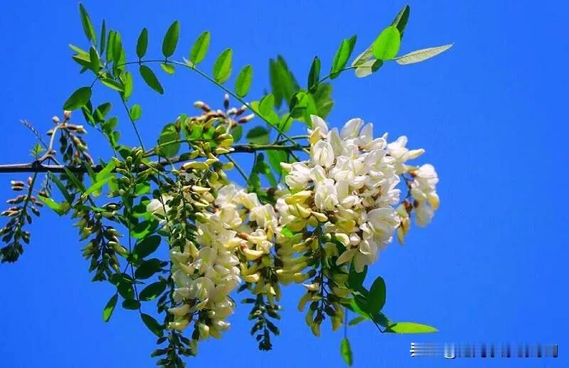 沁园春 暮春赏槐花
文/范光永     
     洁白芳姿，串串盈枝，满树银光