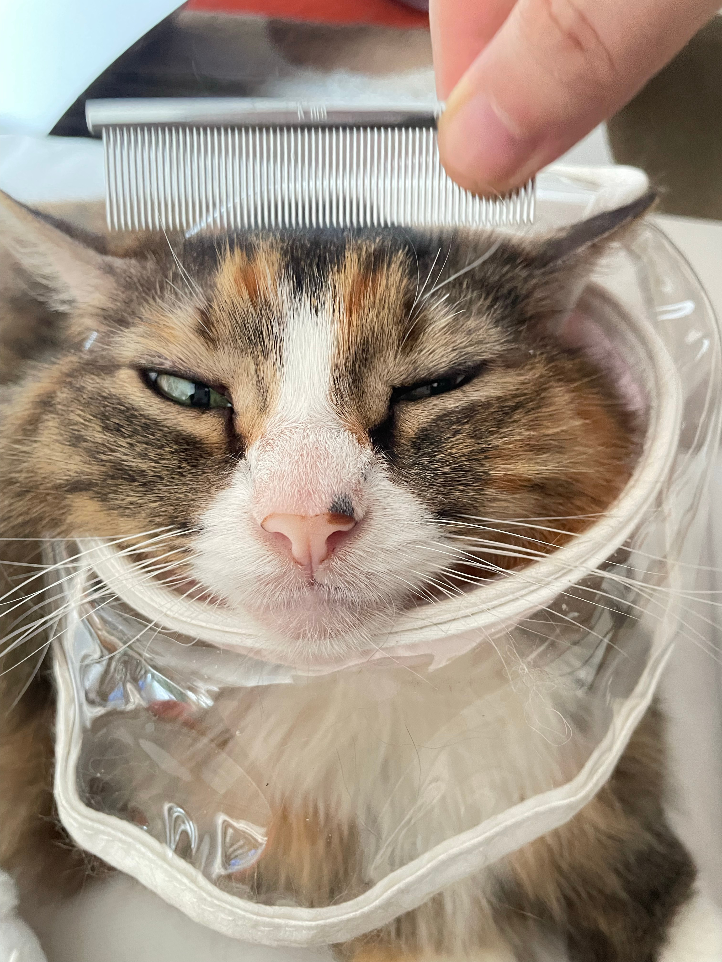 好好笑，小猫用小梳 