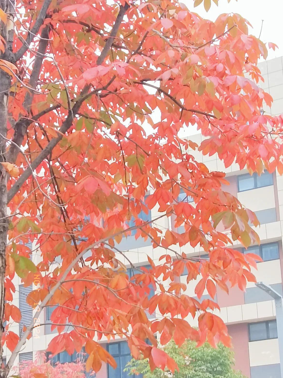 #分享手机里随手拍的风景相片#
天气不好，雾蒙蒙的，楼下的绿植树叶子慢慢的落下来