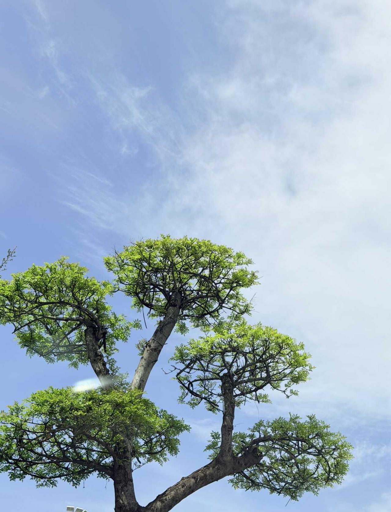 青岛入夏了！？
气温飙升，树毛毛满天飞，是在预示着青岛要入夏了吗？！抬头拍树 摄