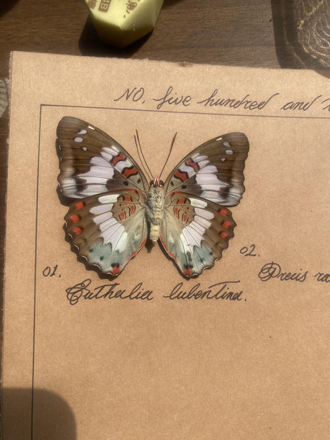 出嫁了一只蝴蝶