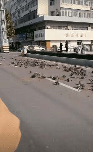 这位姐姐把隔离区放置的花卉挨个拔了，全仍在马路上。
她穿着得体，也看不出有犯病的